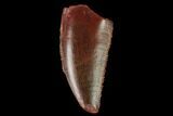 Serrated, Raptor Tooth - Real Dinosaur Tooth #163887-1